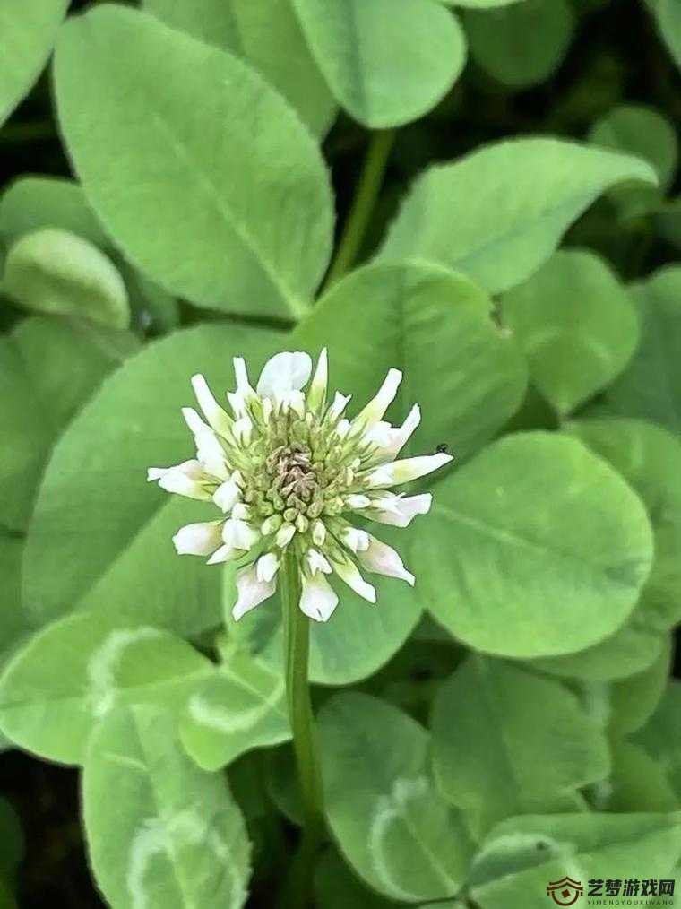 含羞草四叶草三叶草：探究三种神奇植物的独特魅力与奥秘